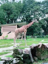 Explore the Wonders of Zoo Negara Malaysia – A Must-Visit This Summer with Kids!