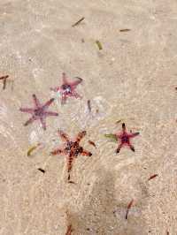 🇻🇳 Starfish beach Phu Quoc — เกาะฟูก๊วก เวียดนาม