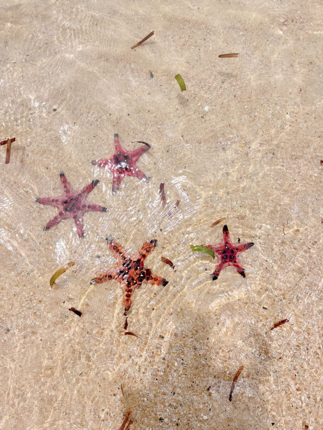 🇻🇳 Starfish beach Phu Quoc — เกาะฟูก๊วก เวียดนาม
