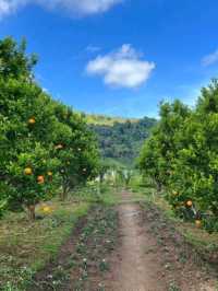 🍊Jinju The Orange Farm  ฟาร์มส้มจินจู เชียงใหม่