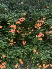 인생사진 스팟🌺 <뚝섬한강공원 능소화 군락지>