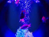 水族館裡的小確幸