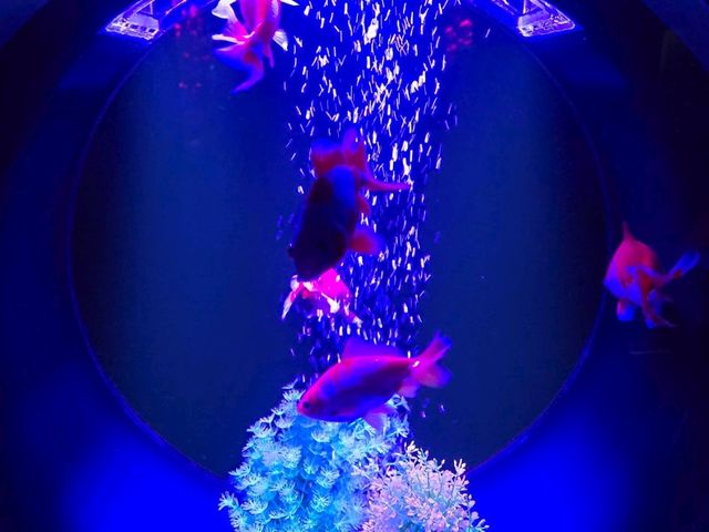 水族館裡的小確幸