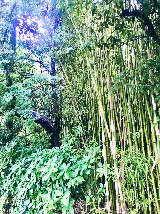 【大人な井の頭公園　東京　吉祥寺　三鷹　井の頭池アラウンドウォーキング】