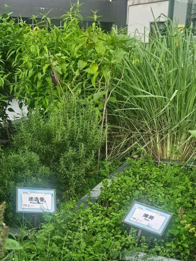 喺繁華嘅石屎森林中,有機會走入大自然,絕對可以令人身心放鬆