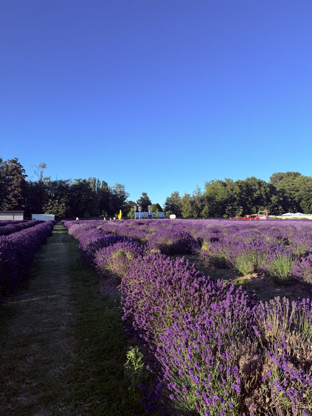 Lavender Land推介🪻