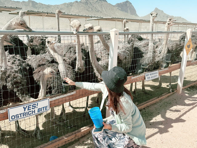 Rooster Cogburn Ostrich Ranch|圖森必玩餵食動物趣味攻略 Rooster Cogburn Ostrich Ranch|圖森必玩餵食動物趣味攻略