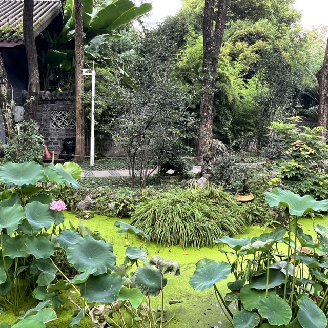 🎋 Chengdu People’s Park 成都人民公园 | A Window into Local Life