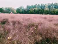 Pink Muhly Sea: A Dreamlike Symphony in Blush