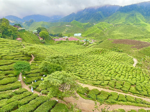 A spectacular panoramic view of the tea plantation🌸🌳🌲👫😎 A spectacular panoramic view of the tea plantation🌸🌳🌲👫😎