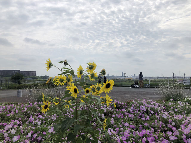成田空港の飛行機が近い空の駅✈️