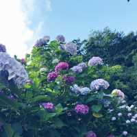 🌸横須賀・三笠公園の紫陽花撮影とグルメ散策