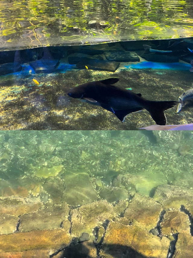 🐠 아쿠아플라넷 여수, 바다 속을 걸은 듯한 하루