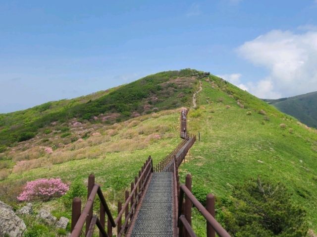 소백산 – 철쭉의 천국