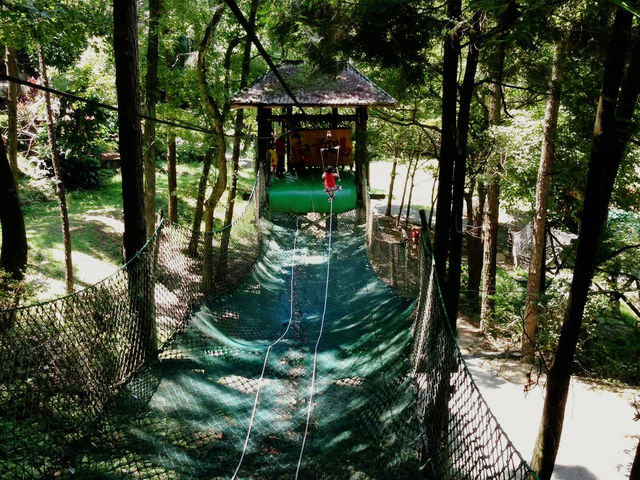 🌲 東勢林場 - 台中森林療癒系遊樂區
