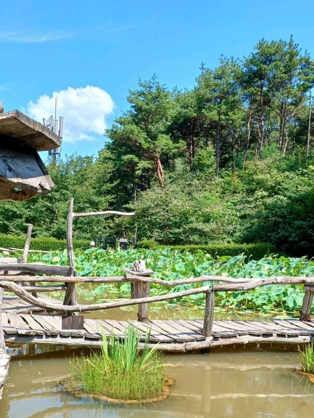 연꽃잎과 숲 사이의 숨숨 노트