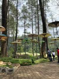 The Orchid Forest Cikole, Bandung 🌲✨