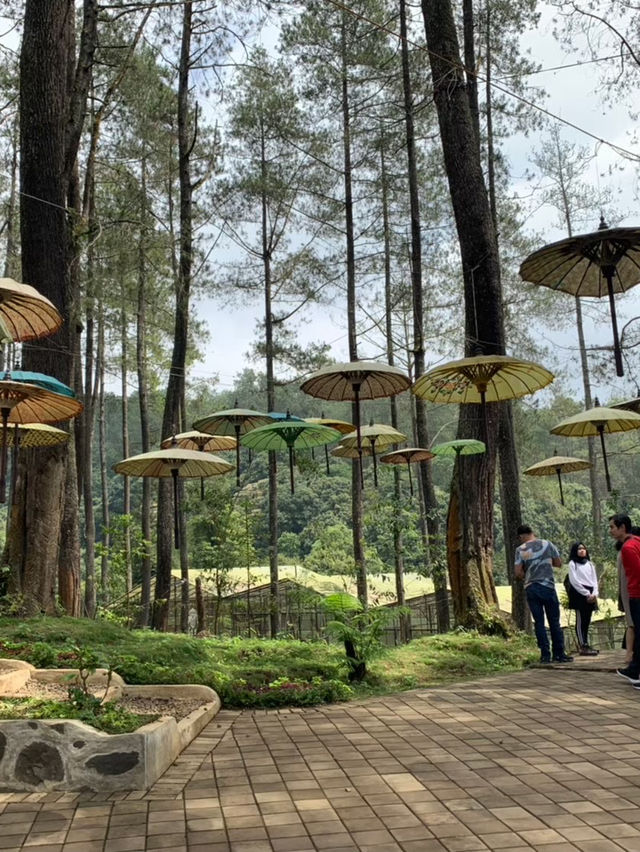 The Orchid Forest Cikole, Bandung 🌲✨