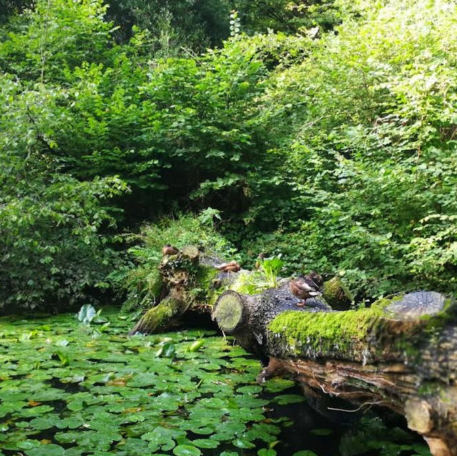 Forest Farm Country Park – Cardiff’s Quiet Wilderness Along the Taff Forest Farm Country Park – Cardiff’s Quiet Wilderness Along the Taff