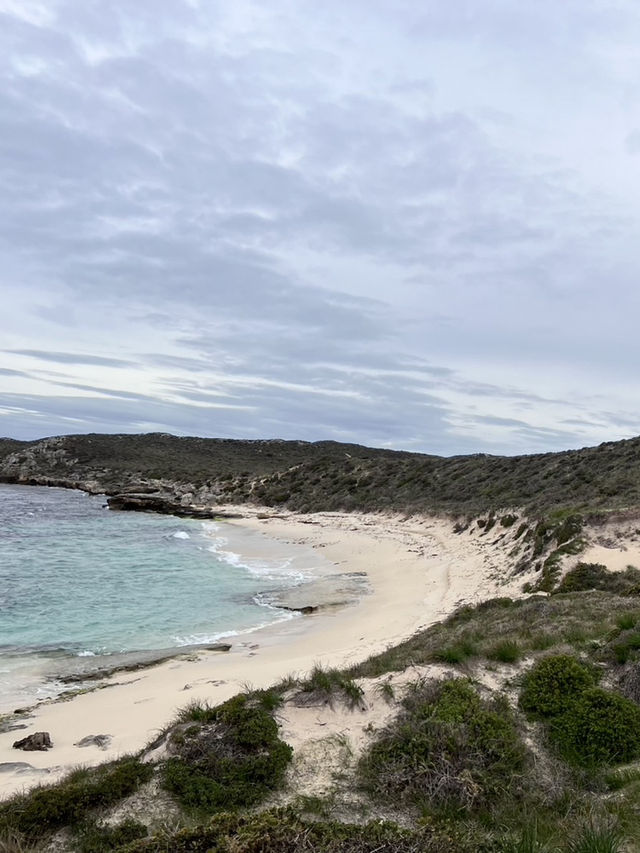 澳洲西岸最夢幻小島——羅特尼斯島