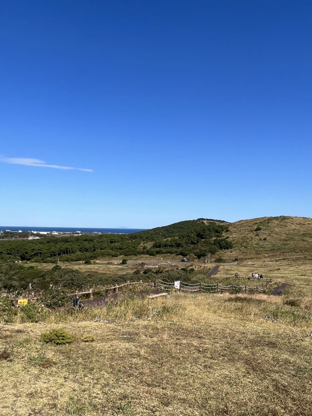 Nature Vibes Jeju🌳