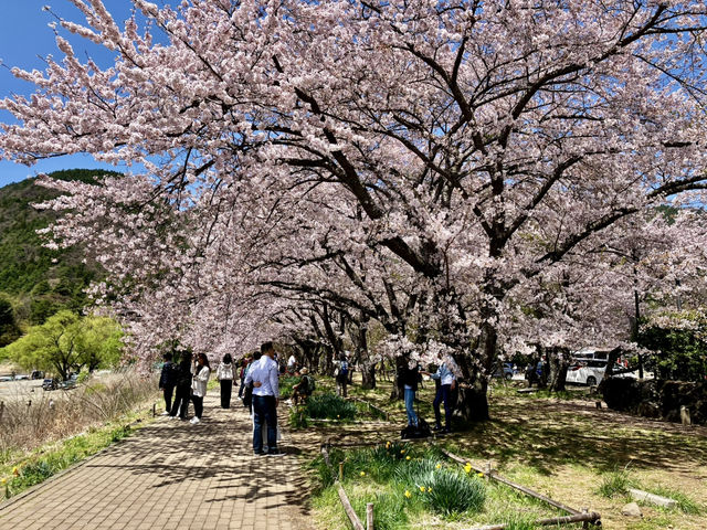 河口湖櫻花季