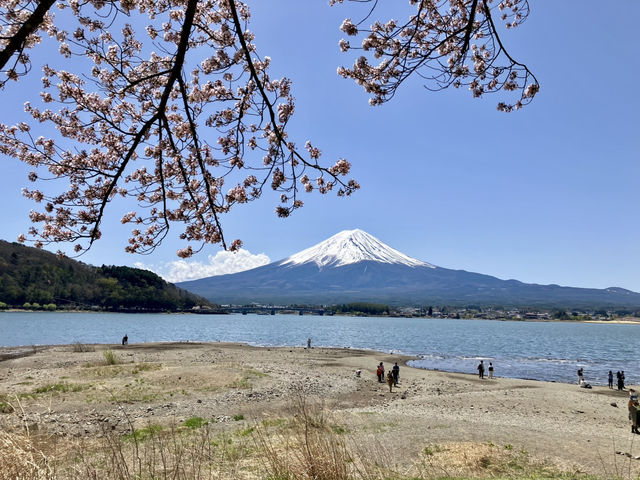 河口湖櫻花季