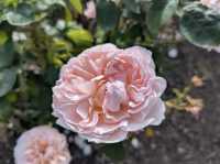 Dunedin Botanic Garden