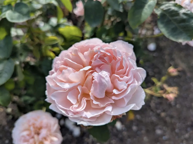 Dunedin Botanic Garden Dunedin Botanic Garden