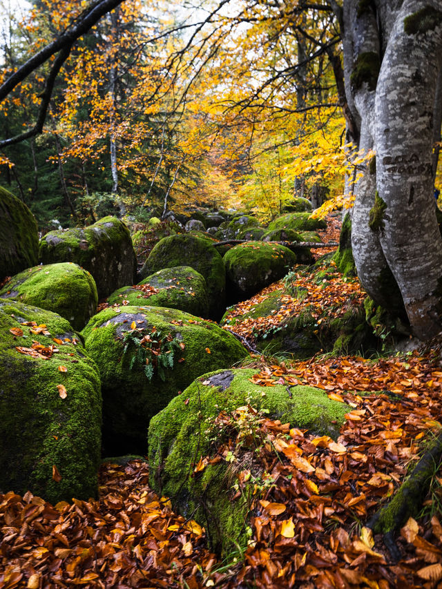 Walking the Stone River of Time on Mount Vitosha Walking the Stone River of Time on Mount Vitosha