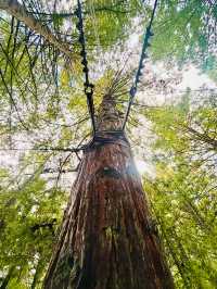 【新西蘭北島】紅木森林公園 RedWoods：大型天然氧吧