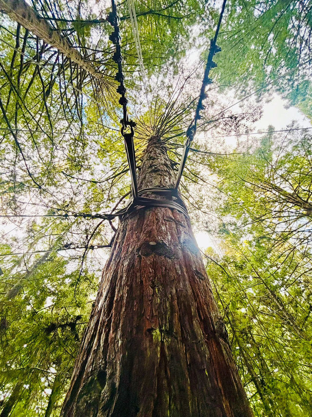 【新西蘭北島】紅木森林公園 RedWoods：大型天然氧吧