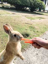 【大久野島】うさぎに癒される島🐇