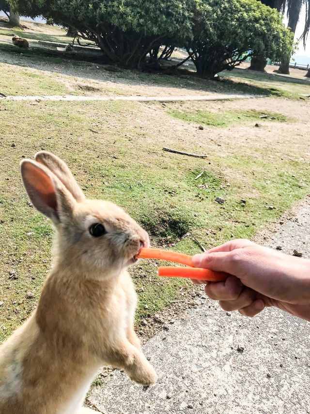 【大久野島】うさぎに癒される島🐇
