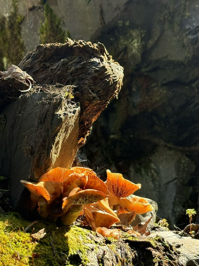 Yubeng Village Sacred Forest: A Mystical Walk Among Giants 🌲🙏