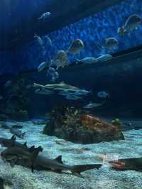 MANILA OCEAN PARK & BIODOME BLISS