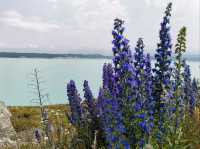 🇳🇿 New Zealand Road Trip - เล่าเรื่องด้วยภาพ#13