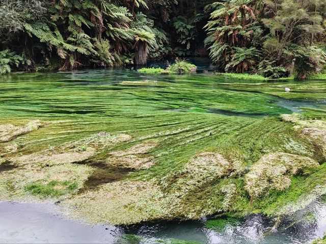 Pure Blue: New Zealand's Blue Spring
