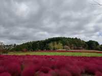 北海道秘境✨由仁花園3.2萬株地膚草鋪成秋日絨毯