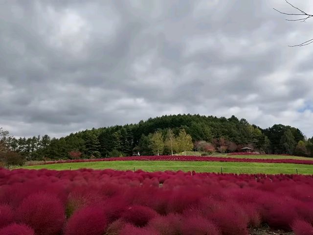 北海道秘境✨由仁花園3.2萬株地膚草鋪成秋日絨毯
