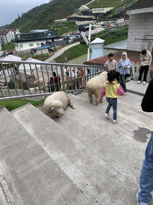 Cameron Highlands Short But Memorable Trip ✨
