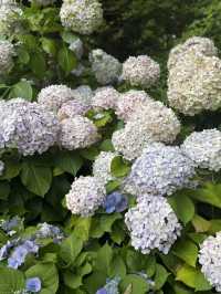 Jeju Garden Glow🌸