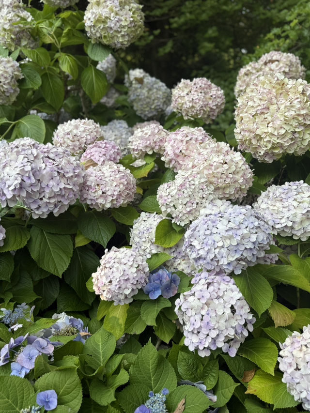 Jeju Garden Glow🌸 Jeju Garden Glow🌸