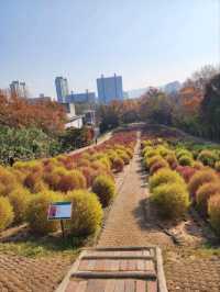 ⭐서울 올림픽공원 하루 코스 – 거대한 엄지상 구경하고, 가을 댑싸리 걷고, 청와옥에서 마무리!