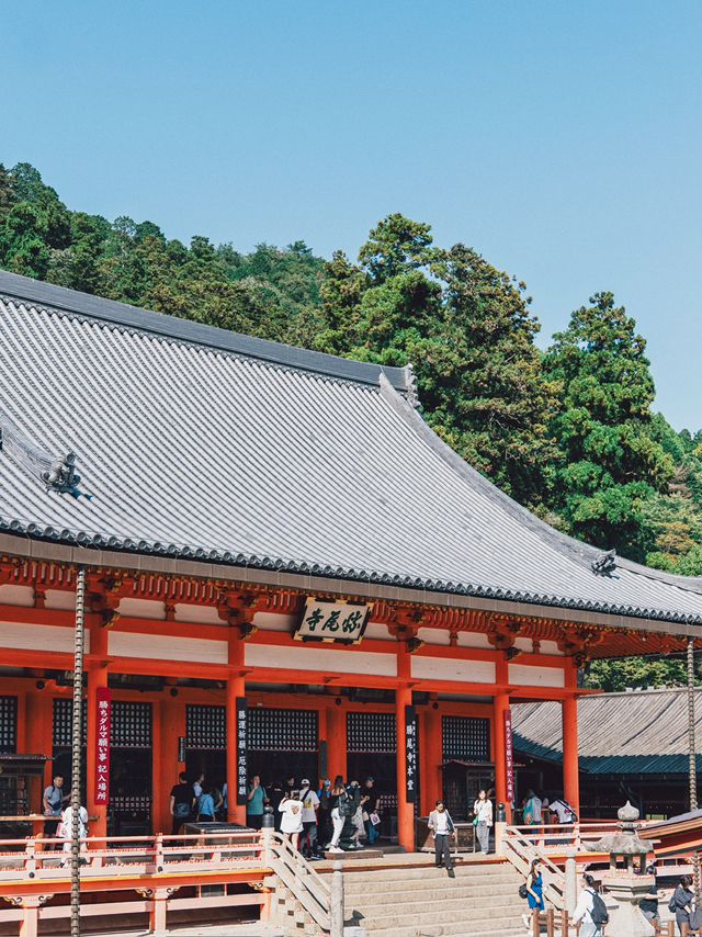 勝尾寺超級可愛滿山達摩! 勝尾寺超級可愛滿山達摩!