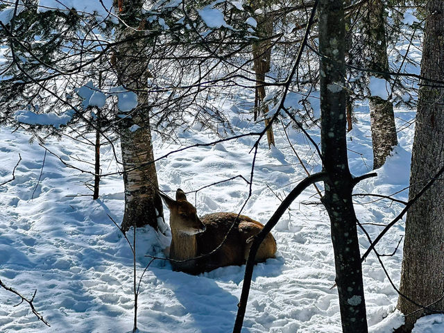 Dreamy Winter Views in Changbai ⛰️♥️