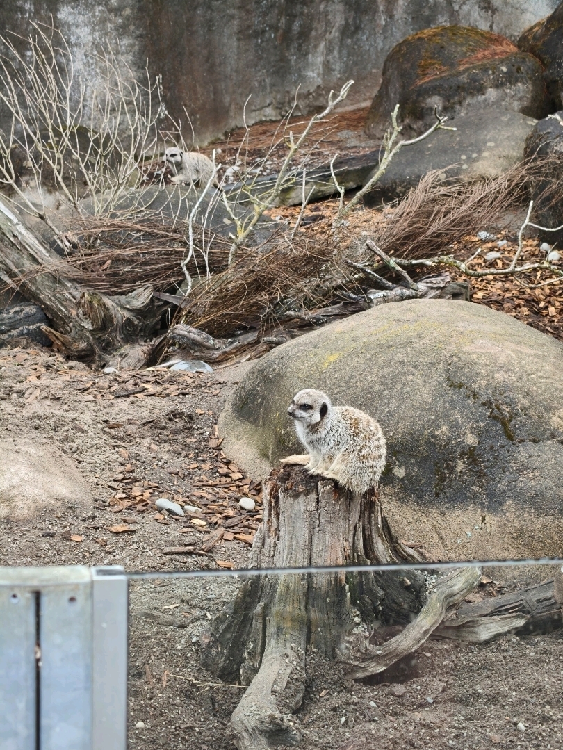 Safari vibes in New Zealand? 🦁 Yes please! Christchurch's Orana Wildlife Park totally blew us away with its troop of lively African animals — think lions, rhinos, cheetahs, and more (rarer finds for NZ!). Every critter seemed to be having the best day, roaming huge outdoor spaces and getting up close to visitors. 🦒😍

We kicked off super early at 793 McLeans Island Road, parked right at the entrance, and spent nearly three hours adventuring the full zoo circuit with barely a break. It’s a sprawling spot, so tip number one: absolutely load up your bag with snacks and water. There are picnic areas inside, but lines for café food get long on weekends. For animal photos, you’ll find plenty of action, so ready your camera — or just soak it in like we did!

Getting there: Driving is easiest, but you can grab a taxi or book direct shuttle services from central Christchurch. If you’re using trip.com, booking tickets ahead is smooth and saves time at entry.

Money & Weather: Admission was NZD$150 when we visited (check trip.com for bargains), and with New Zealand’s ever-changing skies, pack a light rain jacket and sunscreen. Orana’s open all year, 10:00–17:00.

Extra pro-tip: Go early for smaller crowds, and don’t miss the scheduled animal feedings — that’s when lions and cheetahs get closest!

#ChristchurchTravel #OranaWildlifePark #NZSafari #ZooTips #tripdotcom