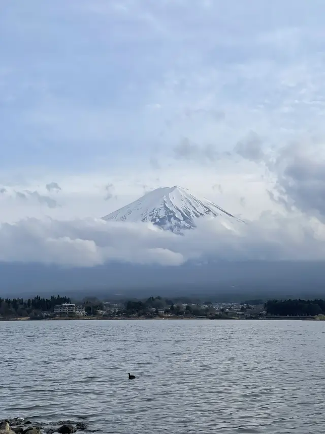 富士河口湖
富士山—河口湖 | 日本的害羞大叔