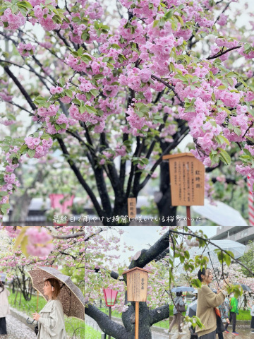 雨の日の桜もまたええやん🌸☔️ ／ | Trip.com 大阪