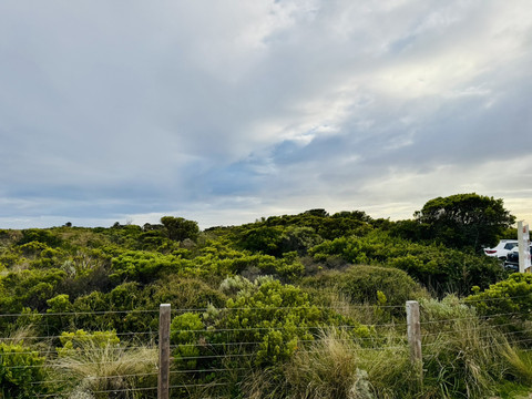 ポートキャンベル国立公園 植物のフォトスポット完全ガイド | Trip.com